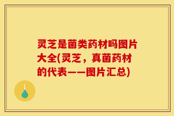 灵芝是菌类药材吗图片大全(灵芝,真菌药材的代表——图片汇总)