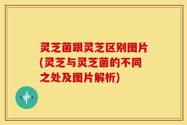 灵芝菌跟灵芝区别图片(灵芝与灵芝菌的不同之处及图片解析)