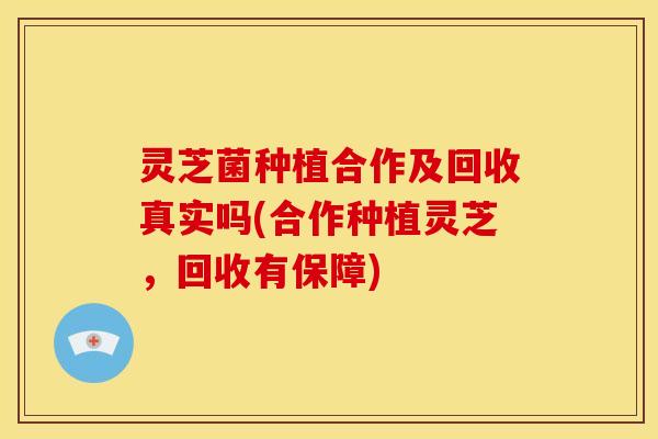 灵芝菌种植合作及回收真实吗(合作种植灵芝,回收有保障)