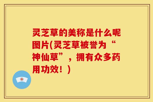 灵芝草的美称是什么呢图片(灵芝草被誉为“神仙草”，拥有众多药用功效！)