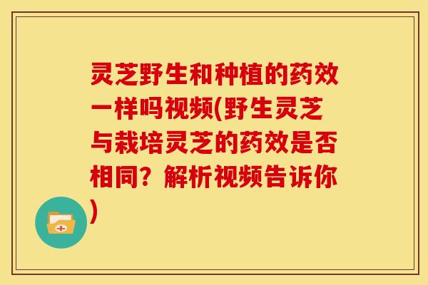 灵芝野生和种植的药效一样吗视频(野生灵芝与栽培灵芝的药效是否相同?解析视频告诉你)