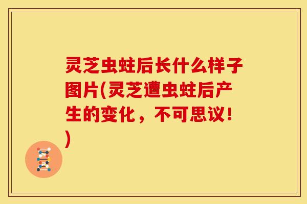 灵芝虫蛀后长什么样子图片(灵芝遭虫蛀后产生的变化,不可思议!)