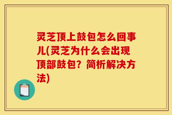 灵芝顶上鼓包怎么回事儿(灵芝为什么会出现顶部鼓包?简析解决方法)