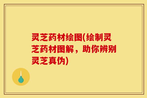 灵芝药材绘图(绘制灵芝药材图解，助你辨别灵芝真伪)