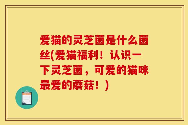 爱猫的灵芝菌是什么菌丝(爱猫福利！认识一下灵芝菌，可爱的猫咪最爱的蘑菇！)