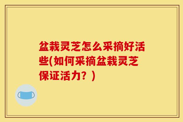 盆栽灵芝怎么采摘好活些(如何采摘盆栽灵芝保证活力?)