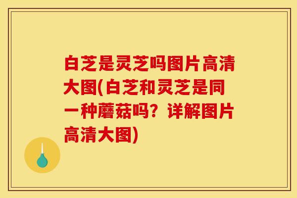 白芝是灵芝吗图片高清大图(白芝和灵芝是同一种蘑菇吗?详解图片高清大图)