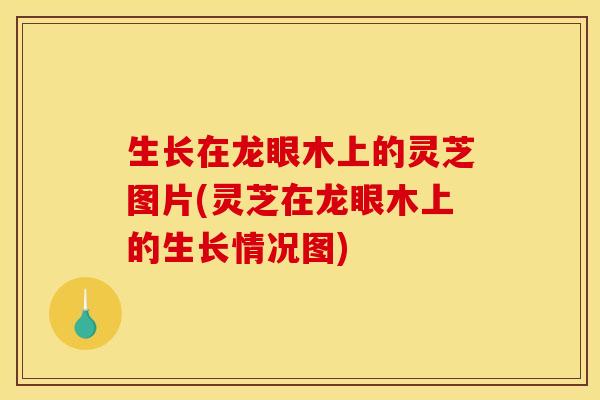生长在龙眼木上的灵芝图片(灵芝在龙眼木上的生长情况图)