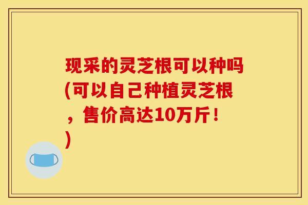 现采的灵芝根可以种吗(可以自己种植灵芝根，售价高达10万斤！)