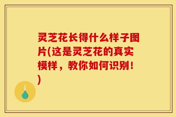 灵芝花长得什么样子图片(这是灵芝花的真实模样,教你如何识别!)