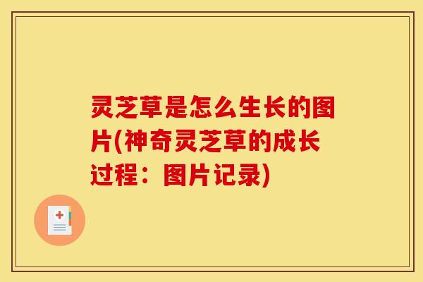 灵芝草是怎么生长的图片(神奇灵芝草的成长过程：图片记录)