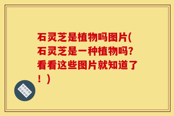 石灵芝是植物吗图片(石灵芝是一种植物吗?看看这些图片就知道了!)