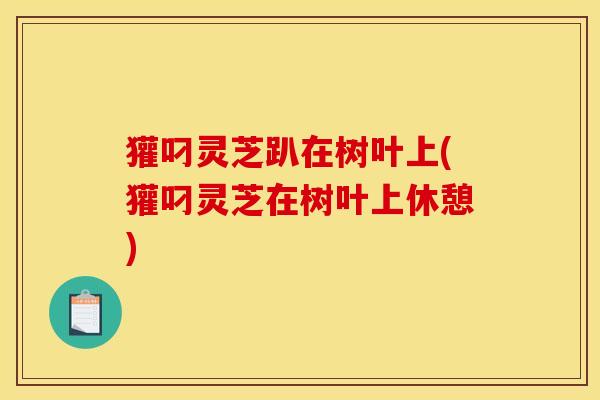 獾叼灵芝趴在树叶上(獾叼灵芝在树叶上休憩)