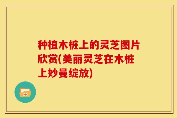 种植木桩上的灵芝图片欣赏(美丽灵芝在木桩上妙曼绽放)