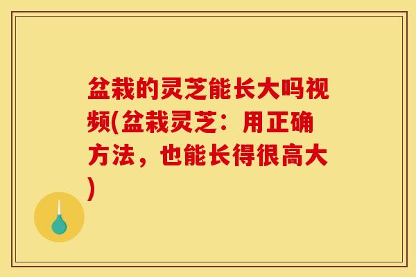 盆栽的灵芝能长大吗视频(盆栽灵芝：用正确方法，也能长得很高大)