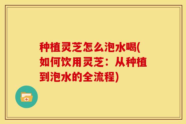 种植灵芝怎么泡水喝(如何饮用灵芝:从种植到泡水的全流程)