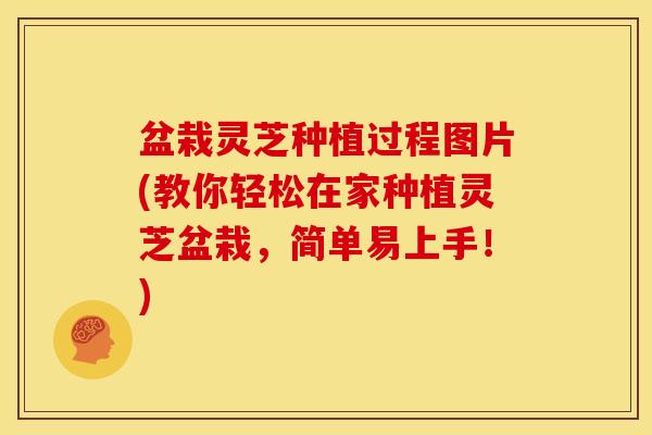 盆栽灵芝种植过程图片(教你轻松在家种植灵芝盆栽,简单易上手!)