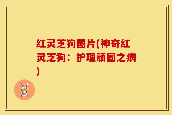 红灵芝狗图片(神奇红灵芝狗:护理顽固之病)