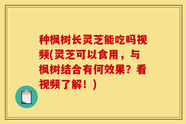 种枫树长灵芝能吃吗视频(灵芝可以食用,与枫树结合有何效果?看视频了解!)
