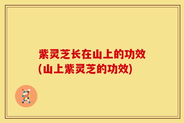 紫灵芝长在山上的功效(山上紫灵芝的功效)