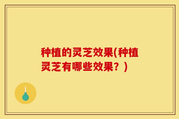 种植的灵芝效果(种植灵芝有哪些效果?)