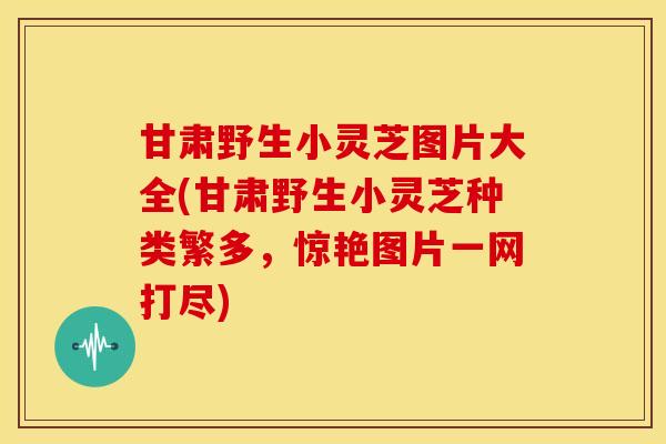 甘肃野生小灵芝图片大全(甘肃野生小灵芝种类繁多，惊艳图片一网打尽)