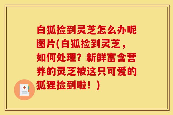 白狐捡到灵芝怎么办呢图片(白狐捡到灵芝，如何处理？新鲜富含营养的灵芝被这只可爱的狐狸捡到啦！)