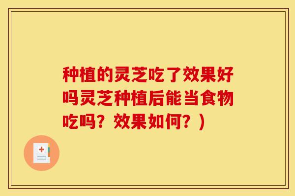 种植的灵芝吃了效果好吗灵芝种植后能当食物吃吗?效果如何?)