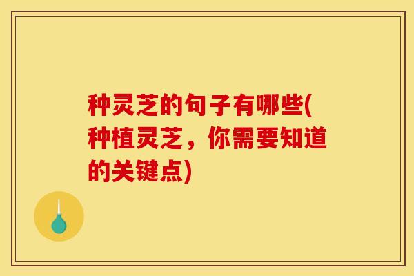 种灵芝的句子有哪些(种植灵芝,你需要知道的关键点)