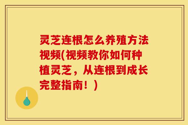 灵芝连根怎么养殖方法视频(视频教你如何种植灵芝，从连根到成长完整指南！)
