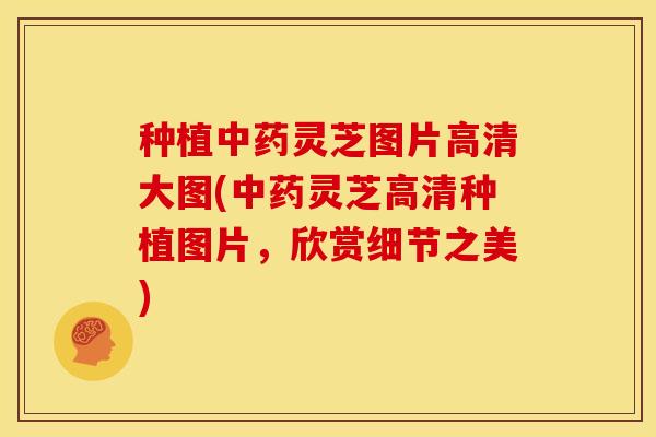 种植中药灵芝图片高清大图(中药灵芝高清种植图片，欣赏细节之美)