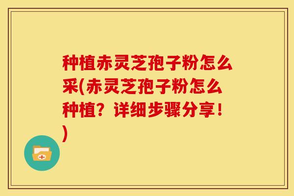 种植赤灵芝孢子粉怎么采(赤灵芝孢子粉怎么种植？详细步骤分享！)