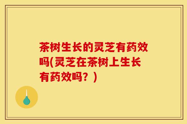 茶树生长的灵芝有药效吗(灵芝在茶树上生长有药效吗？)