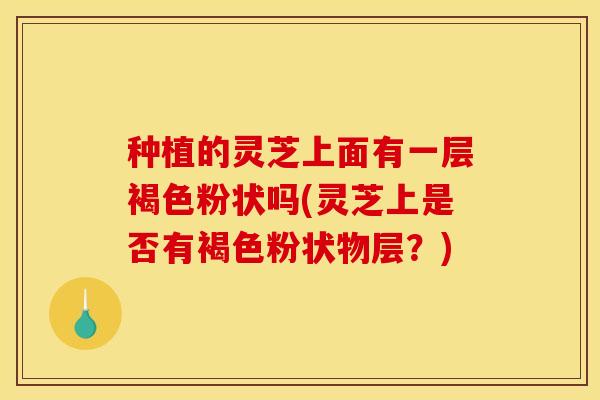 种植的灵芝上面有一层褐色粉状吗(灵芝上是否有褐色粉状物层?)