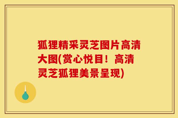 狐狸精采灵芝图片高清大图(赏心悦目!高清灵芝狐狸美景呈现)