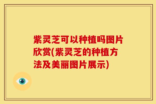 紫灵芝可以种植吗图片欣赏(紫灵芝的种植方法及美丽图片展示)