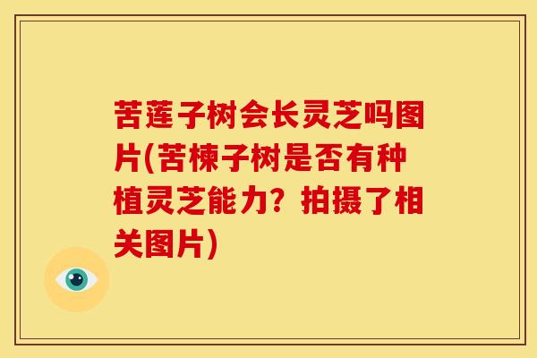 苦莲子树会长灵芝吗图片(苦楝子树是否有种植灵芝能力?拍摄了相关图片)