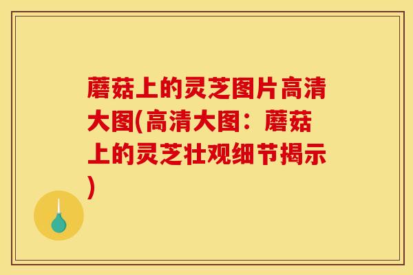 蘑菇上的灵芝图片高清大图(高清大图:蘑菇上的灵芝壮观细节揭示)