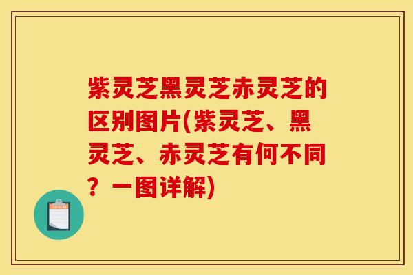 紫灵芝黑灵芝赤灵芝的区别图片(紫灵芝、黑灵芝、赤灵芝有何不同?一图详解)