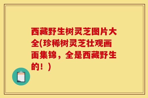 西藏野生树灵芝图片大全(珍稀树灵芝壮观画面集锦,全是西藏野生的!)