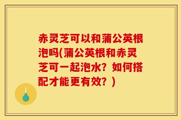 赤灵芝可以和蒲公英根泡吗(蒲公英根和赤灵芝可一起泡水?如何搭配才能更有效?)