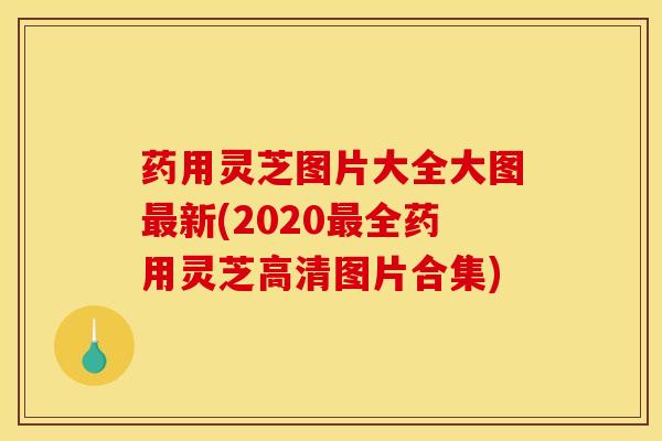 药用灵芝图片大全大图最新(2020最全药用灵芝高清图片合集)