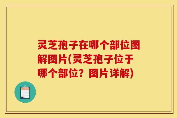 灵芝孢子在哪个部位图解图片(灵芝孢子位于哪个部位?图片详解)
