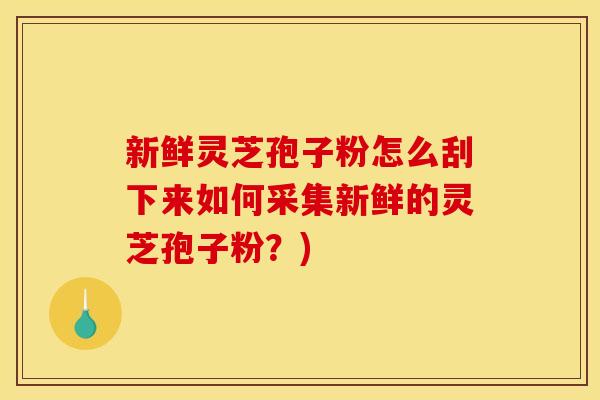新鲜灵芝孢子粉怎么刮下来如何采集新鲜的灵芝孢子粉?)