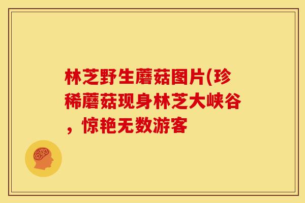 林芝野生蘑菇图片(珍稀蘑菇现身林芝大峡谷,惊艳无数游客