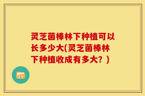 灵芝菌棒林下种植可以长多少大(灵芝菌棒林下种植收成有多大？)