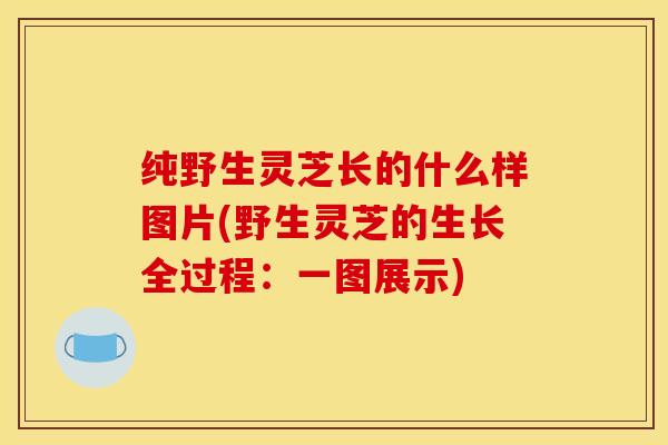 纯野生灵芝长的什么样图片(野生灵芝的生长全过程:一图展示)