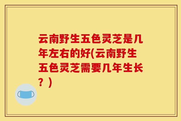 云南野生五色灵芝是几年左右的好(云南野生五色灵芝需要几年生长?)