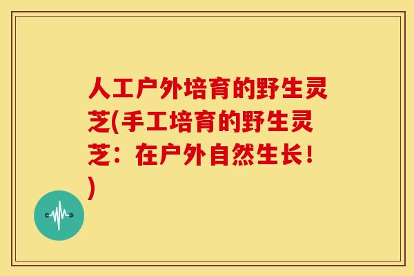 人工户外培育的野生灵芝(手工培育的野生灵芝:在户外自然生长!)
