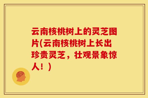 云南核桃树上的灵芝图片(云南核桃树上长出珍贵灵芝,壮观景象惊人!)